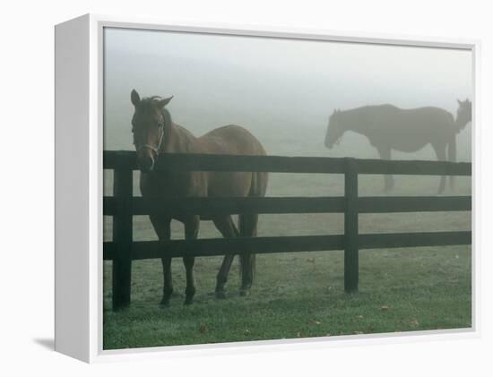 Horses in Fog, Chesapeake City, MD-Henry Horenstein-Framed Premier Image Canvas