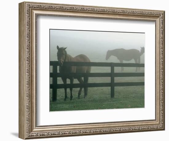 Horses in Fog, Chesapeake City, MD-Henry Horenstein-Framed Photographic Print