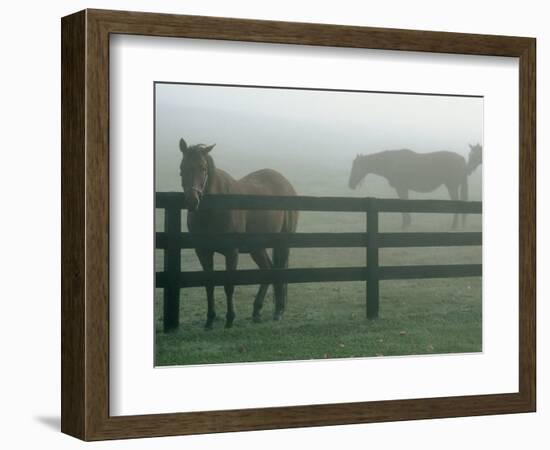 Horses in Fog, Chesapeake City, MD-Henry Horenstein-Framed Photographic Print