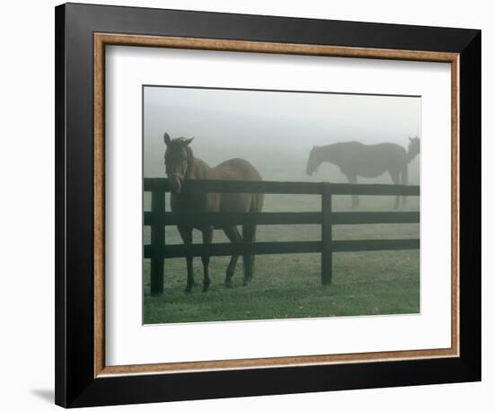 Horses in Fog, Chesapeake City, MD-Henry Horenstein-Framed Photographic Print