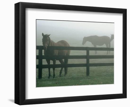 Horses in Fog, Chesapeake City, MD-Henry Horenstein-Framed Photographic Print