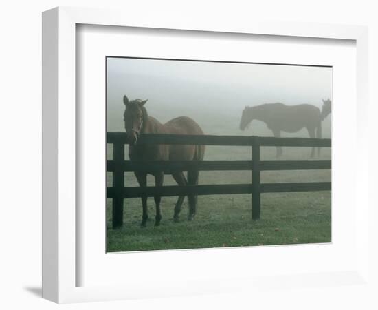 Horses in Fog, Chesapeake City, MD-Henry Horenstein-Framed Photographic Print