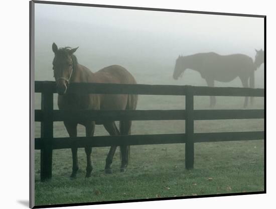 Horses in Fog, Chesapeake City, MD-Henry Horenstein-Mounted Photographic Print