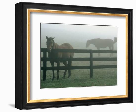 Horses in Fog, Chesapeake City, MD-Henry Horenstein-Framed Photographic Print