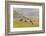 Horses in Meadow, Caliente, California, USA-Jaynes Gallery-Framed Photographic Print