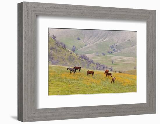 Horses in Meadow, Caliente, California, USA-Jaynes Gallery-Framed Photographic Print