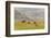 Horses in Meadow, Caliente, California, USA-Jaynes Gallery-Framed Photographic Print