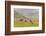 Horses in Meadow, Caliente, California, USA-Jaynes Gallery-Framed Photographic Print