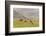 Horses in Meadow, Caliente, California, USA-Jaynes Gallery-Framed Photographic Print