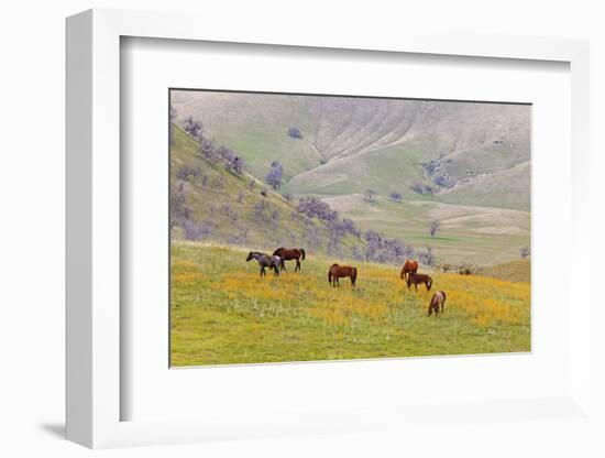 Horses in Meadow, Caliente, California, USA-Jaynes Gallery-Framed Photographic Print