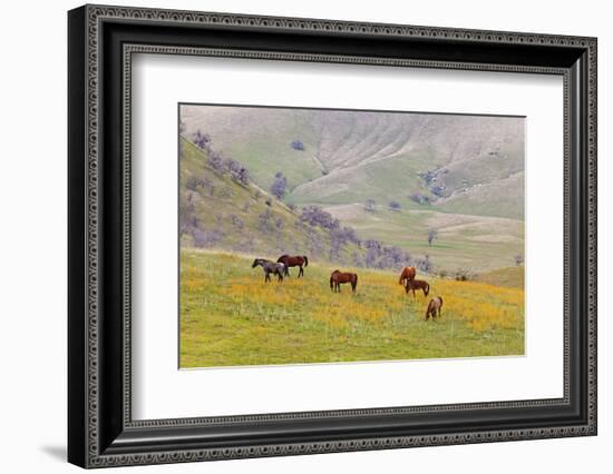 Horses in Meadow, Caliente, California, USA-Jaynes Gallery-Framed Photographic Print