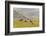 Horses in Meadow, Caliente, California, USA-Jaynes Gallery-Framed Photographic Print