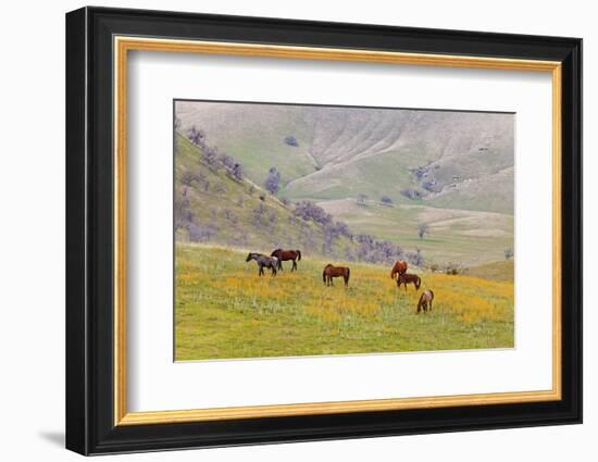 Horses in Meadow, Caliente, California, USA-Jaynes Gallery-Framed Photographic Print