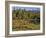 Horses in Meadow-Steve Terrill-Framed Photographic Print