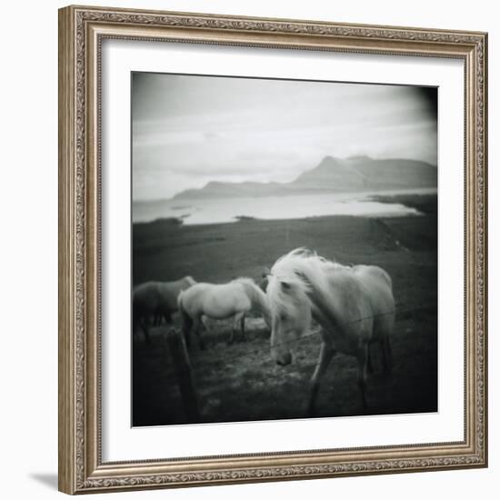 Horses in Pasture-null-Framed Photographic Print