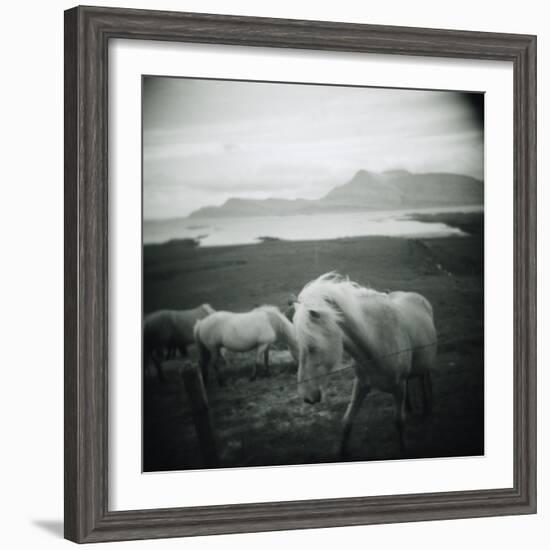 Horses in Pasture--Framed Photographic Print