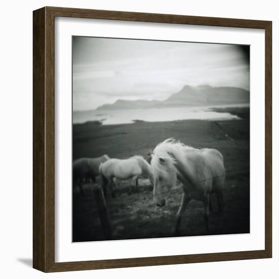 Horses in Pasture-null-Framed Photographic Print