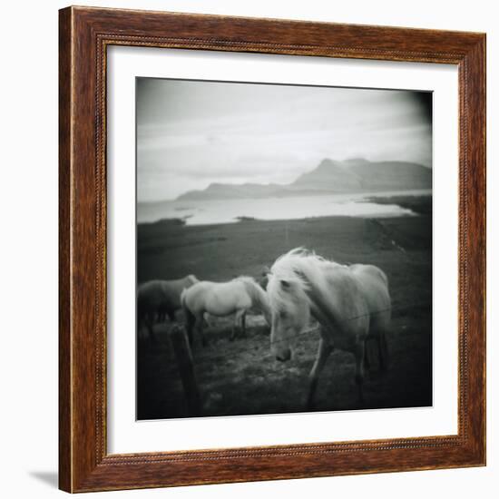 Horses in Pasture-null-Framed Photographic Print