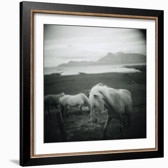 Horses in Pasture-null-Framed Photographic Print