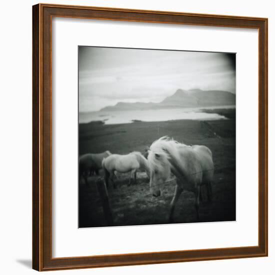 Horses in Pasture-null-Framed Photographic Print