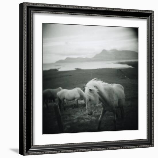 Horses in Pasture-null-Framed Photographic Print