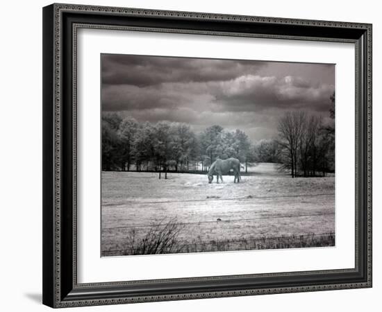 Horses in Rural Alabama-Carol Highsmith-Framed Photo