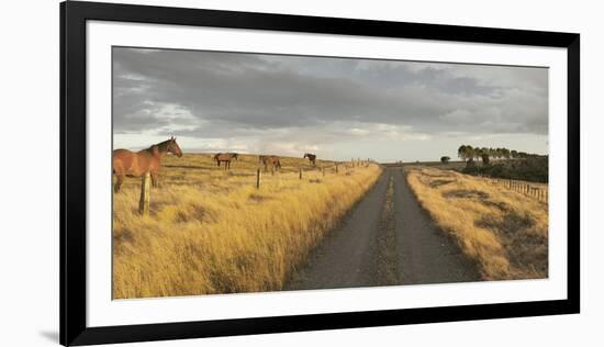 Horses in the Evening Sun, Gravel Road, Manawatu-Wanganui, North Island, New Zealand-Rainer Mirau-Framed Photographic Print