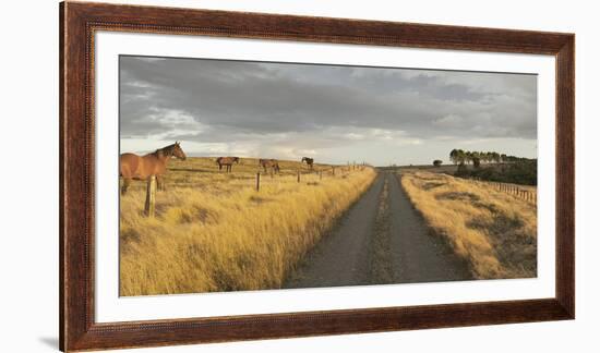 Horses in the Evening Sun, Gravel Road, Manawatu-Wanganui, North Island, New Zealand-Rainer Mirau-Framed Photographic Print