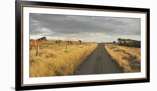 Horses in the Evening Sun, Gravel Road, Manawatu-Wanganui, North Island, New Zealand-Rainer Mirau-Framed Photographic Print