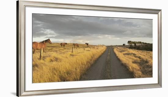 Horses in the Evening Sun, Gravel Road, Manawatu-Wanganui, North Island, New Zealand-Rainer Mirau-Framed Photographic Print