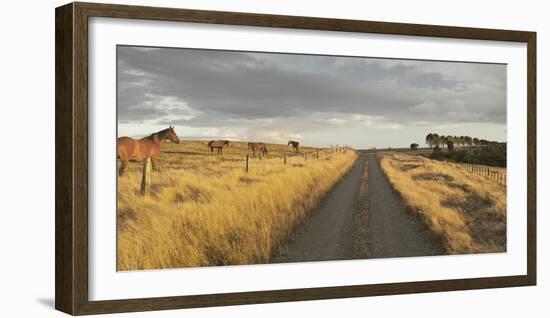 Horses in the Evening Sun, Gravel Road, Manawatu-Wanganui, North Island, New Zealand-Rainer Mirau-Framed Photographic Print