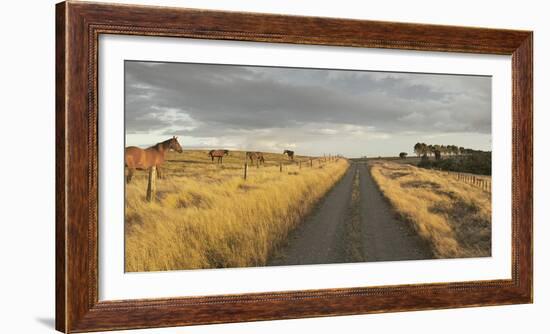 Horses in the Evening Sun, Gravel Road, Manawatu-Wanganui, North Island, New Zealand-Rainer Mirau-Framed Photographic Print