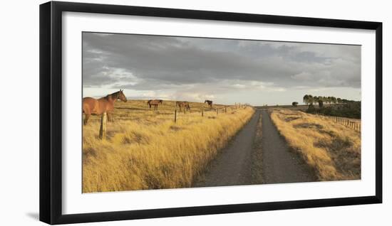 Horses in the Evening Sun, Gravel Road, Manawatu-Wanganui, North Island, New Zealand-Rainer Mirau-Framed Photographic Print