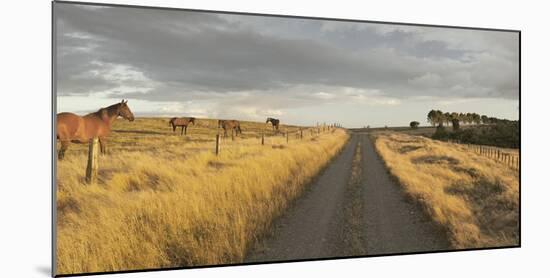 Horses in the Evening Sun, Gravel Road, Manawatu-Wanganui, North Island, New Zealand-Rainer Mirau-Mounted Photographic Print