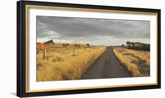 Horses in the Evening Sun, Gravel Road, Manawatu-Wanganui, North Island, New Zealand-Rainer Mirau-Framed Photographic Print