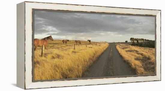 Horses in the Evening Sun, Gravel Road, Manawatu-Wanganui, North Island, New Zealand-Rainer Mirau-Framed Premier Image Canvas