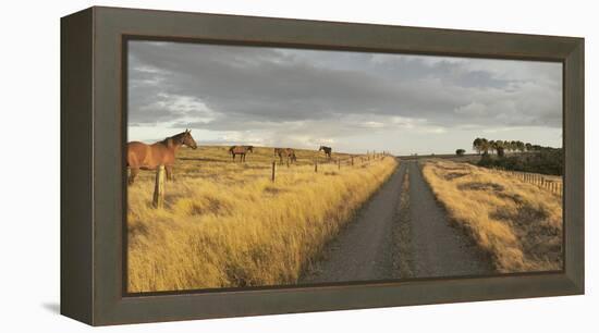 Horses in the Evening Sun, Gravel Road, Manawatu-Wanganui, North Island, New Zealand-Rainer Mirau-Framed Premier Image Canvas