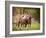 Horses in the Field I-Ozana Sturgeon-Framed Photographic Print