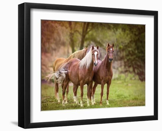 Horses in the Field I-Ozana Sturgeon-Framed Photographic Print