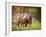 Horses in the Field I-Ozana Sturgeon-Framed Photographic Print