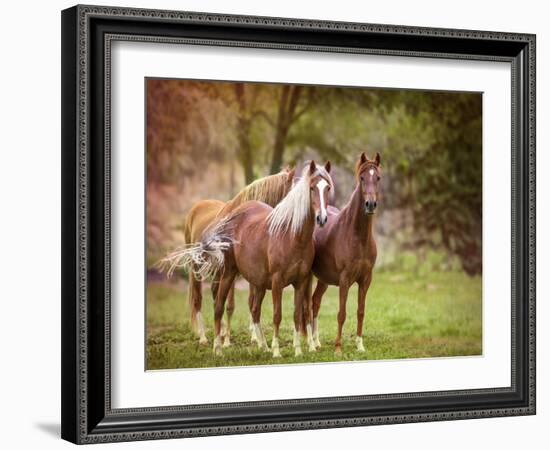 Horses in the Field I-Ozana Sturgeon-Framed Photographic Print