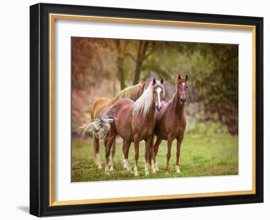 Horses in the Field I-Ozana Sturgeon-Framed Photographic Print