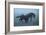 Horses In The Fog-Allan Wallberg-Framed Giclee Print