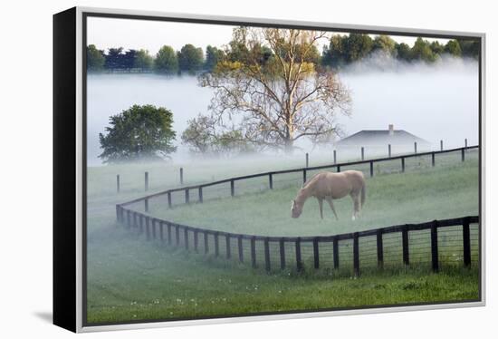 Horses in the Mist #3, Kentucky ‘08-Monte Nagler-Framed Premier Image Canvas