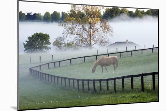 Horses in the Mist #3, Kentucky ‘08-Monte Nagler-Mounted Photographic Print