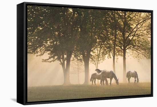 Horses in the mist-Monte Nagler-Framed Stretched Canvas