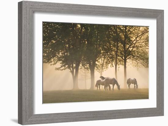 Horses in the mist-Monte Nagler-Framed Photographic Print