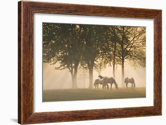 Horses in the mist-Monte Nagler-Framed Photographic Print