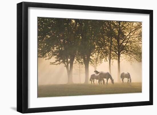 Horses in the mist-Monte Nagler-Framed Photographic Print