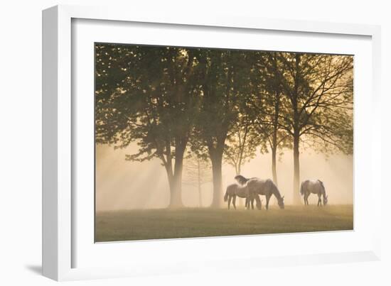 Horses in the mist-Monte Nagler-Framed Photographic Print